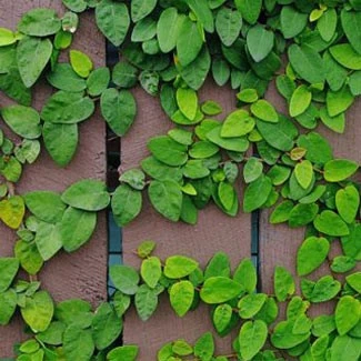 Tanaman Hias Daun Dolar Kecil I Ficus Pumila L