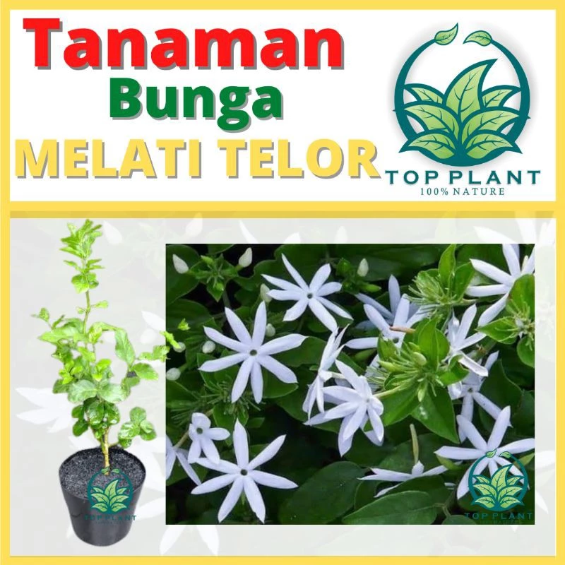 Bibit Bunga Melati Wangi Berbunga Bergantian