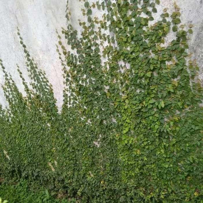 New Bibit Tanaman Hias Rambat Dolar Daun Kecil