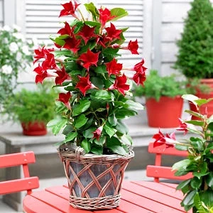 Bibit Mandevilla Merah Tumbuh Cepat Murah