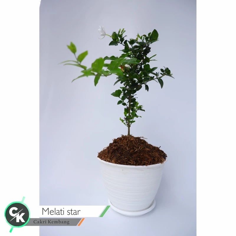 Tanaman Hias Bunga Melati Bintang (Jasminum Nitidum ) / Star Jasmine - bibit melati star kuncup murah