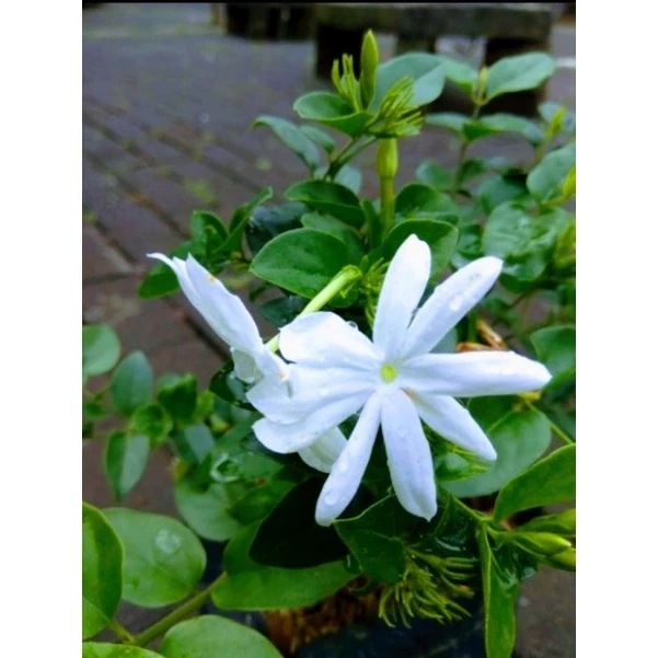 Bibit Bunga Melati Bintang Wangi