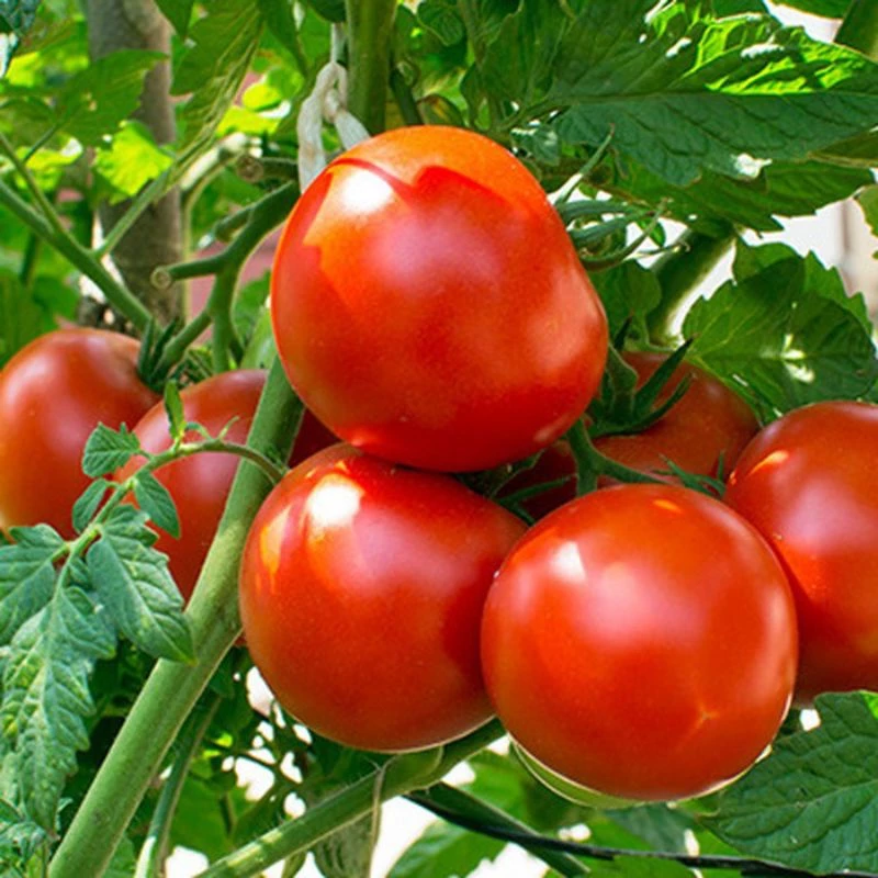 Bibit Tomat Unggul Shopee