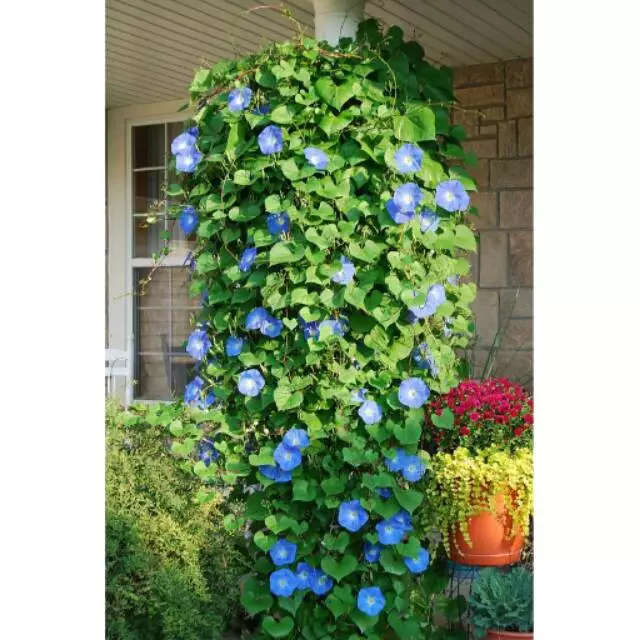 Seeds Vine Morning Glory Heavenly Blue Tanaman Merambat Cantik