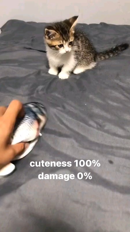 #SpillRacunshopee #ShopeeLook #SpillBawaBerkah #RacunShopeeUnik #RacunShopeeCantik #RacunShopee #DiskonRacunShopee #fyp #kucing #kucinggemoy #lucu