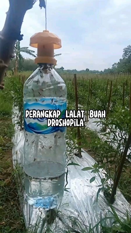 #RacunShopee #SpillBawaBerkah #SpillRacunShopee #BadaiTapiBudget #ViralDiShopeeVideo #perangkaplalatbuah #jebakanlalatbuah #drosophila
