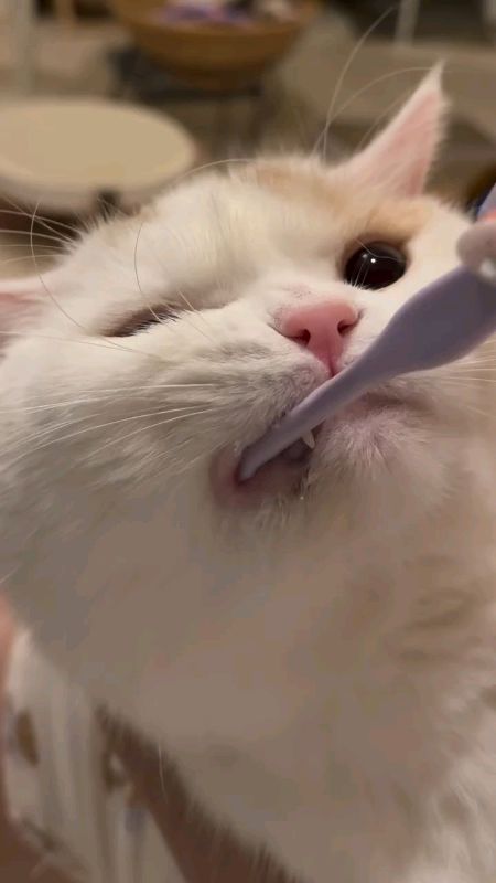 Si emeng rajin sikat gigi yah onty 😉  #sikatgigikucing #sikatgigianabul #RacunShopee #petshop #kucingviral #videolucu