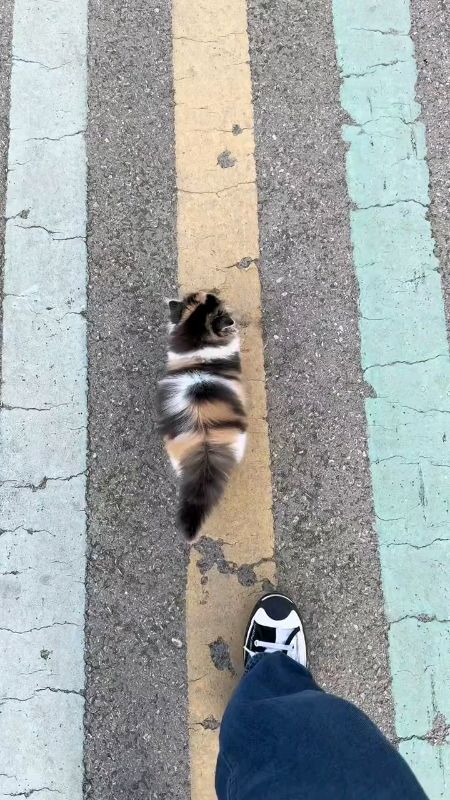 #snackkucing #snackkucingmurah #snackkucingsehat #snackkucingviral #snackkucingmurahmeriah #snackkucingterbaik #snackkucingpremium #snackkucingcreamy