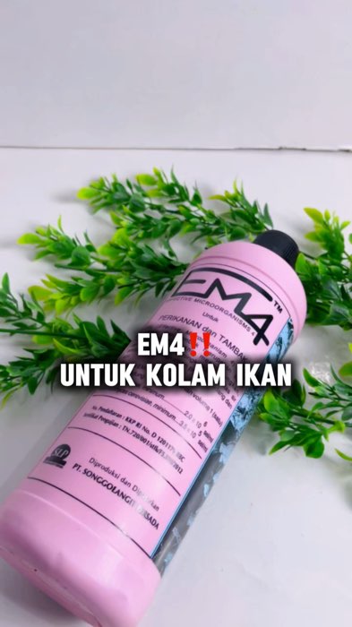 Pakai EM4 agar ikan nya pada sehat walafiat dan gemoy 😜 #em4 #em4perikanan #em4ternak #GratisOngkirRP0 #ViralDiShopeeVideo