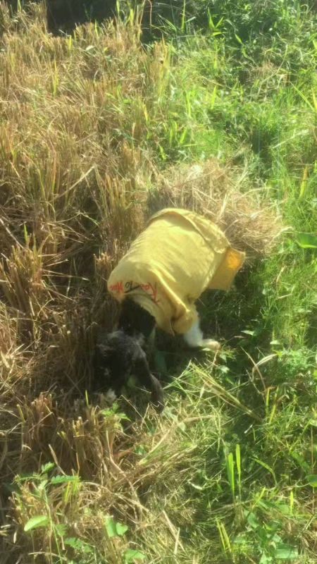 mengatasi diare kembung untuk hewan kambing domba sapi #RacunShopee #DiskonRacunShopee #Diskon50Persen