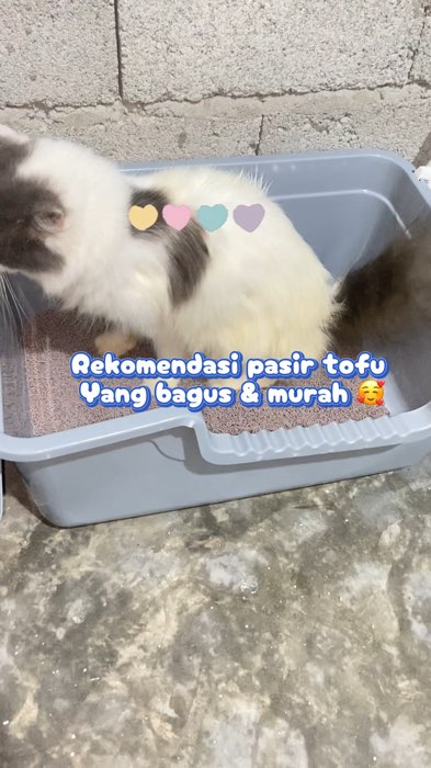Rekomendasi pasir tofu untuk anabul kesayangan 🥰#anabul #anabulkesayangan #pasirkucing #pasirtofu