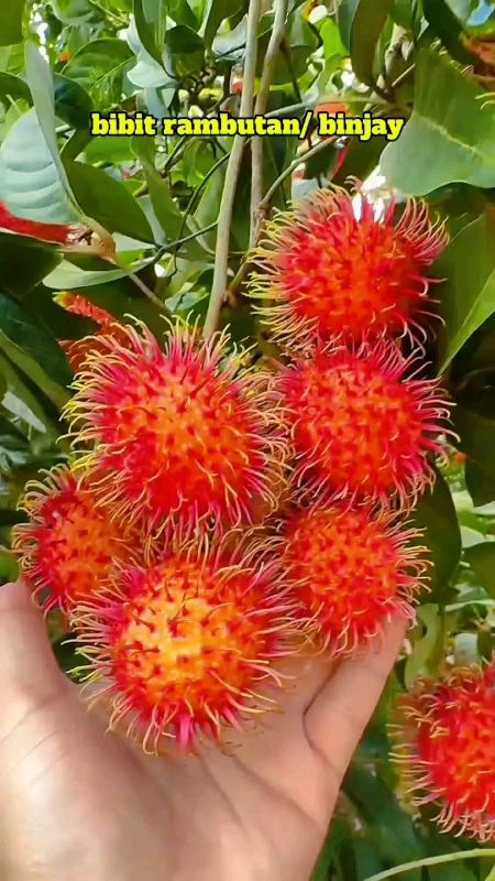 #bibitrAmbutan #bibitrambutanbinjai #BadaiTapiBudget #SpillRacunShopee #GratisOngkirRP0 #GakNyeselBeliIni #DiskonRacunShopee