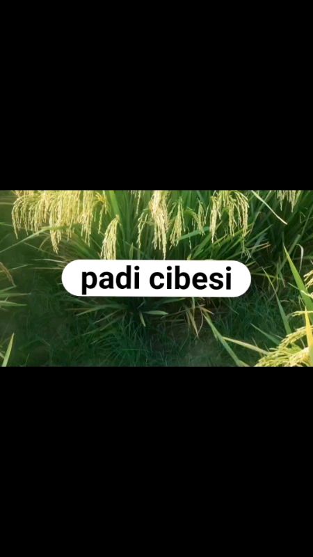 benih padi cibesi berkualitas#benihpadi#petani#cibesi #fypシ