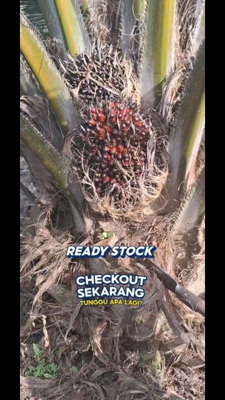 Dodos kls palm king original #klspalmking #RacunShopee #shopeevideo #semuaorang #ShopeeCOD #cekoutsekarang