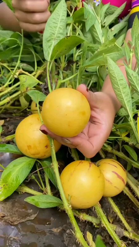 #pepino #benih #benihmurah #benihunggul #benihbibit #benihtanaman #bibit #bibittanaman #CODinApa #PromoNonStop #ViralDiShopeeVideo #RacunShopee