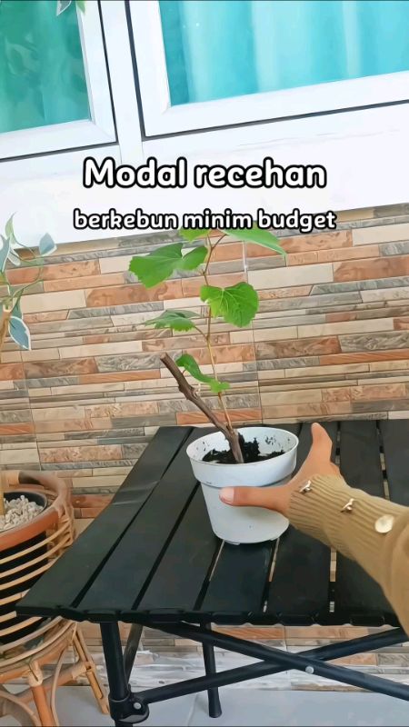 bibit anggur murah #SpillBawaBerkah #SpillRacunShopee #DiskonRacunShopee #SpillRacunShope #ViralDiShopeeVideo #ShopeeCOD #promotanpabatas #RacunShopee