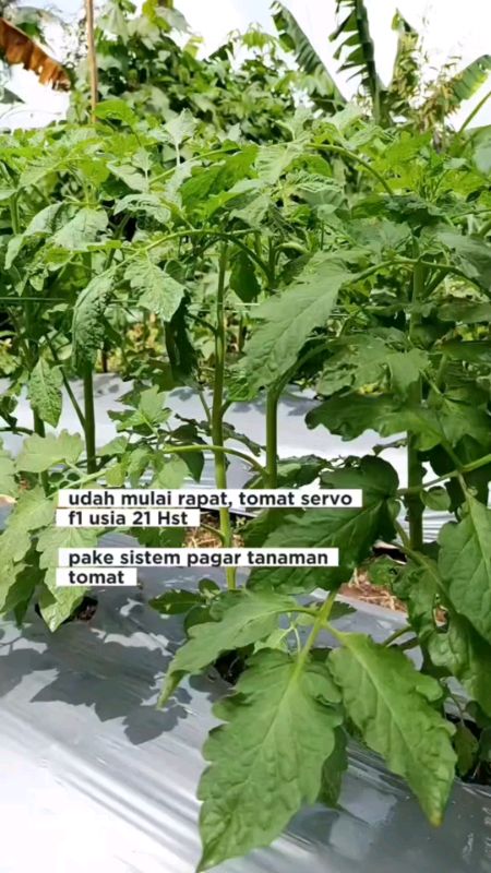 benih bibit tomat servo F1 berkualitas#bibittomat#tomatservof1#bibitcappanahmerah#fyp#RacunShopee