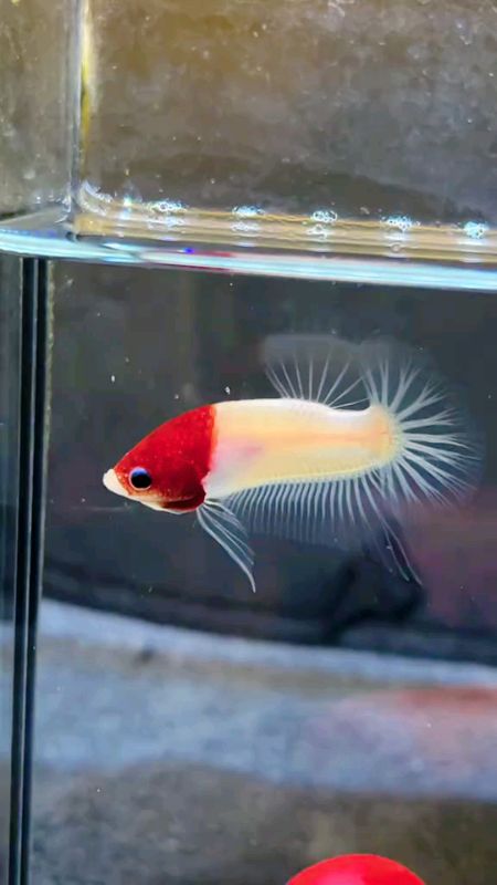 Ikan cupang celo genetik #ikancupang #ikancupangcello #RacunShopee #PromoNonStop #ViralDiShopeeVideo #cupanghias