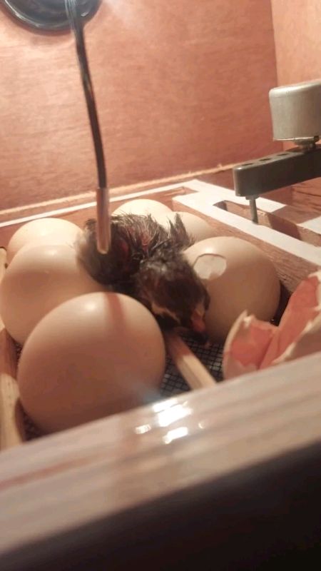 mesin tetas telur SUBATECH #mesintetastelurfullotomatis #mesintetas #SUBATECHMesinTetas #subatech