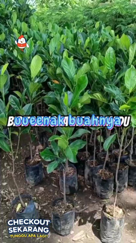 buah nangka marah madu#nangkasuper#nangkajumbo#nangkacepatpanen#