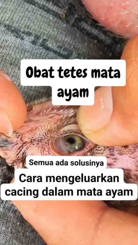 #DiskonRacunShopee #BadaiTapiBudget #Diskon50Persen #ViralDiShopeeVideo #Diskon30rb #obattetesmataayam#mataayam #obatmataayam#cacingayam#ayamcacingan