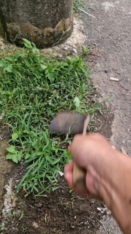 Cangkul Koret Rumput Baja Asli Promo Murah Pacul Mini Gathul Miring Baja Tajam #RacunShopee #GratisOngkirRP0 #RacunShopeeCheck #VideoViralDiShopee
