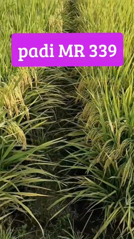benih padi unggul MR 339#benihpadiunggul#petaniindonesia#petanimuda#padimr339#recommended