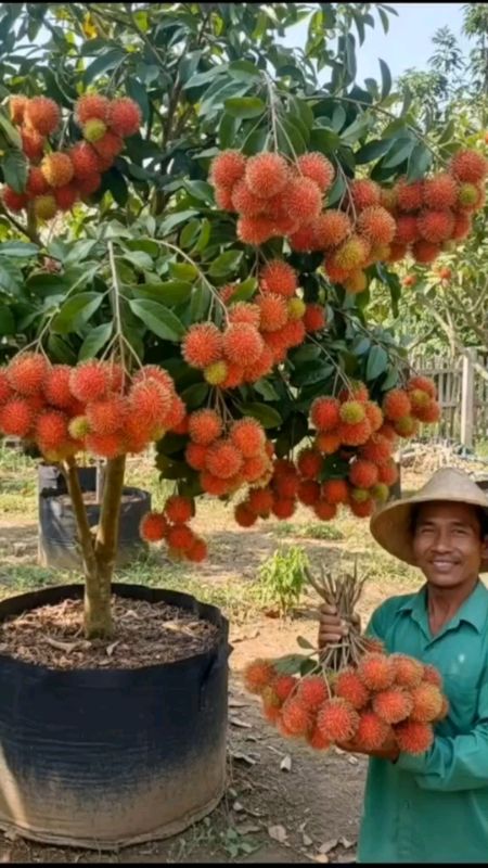 #bibitrambutanbinjai #bibitrAmbutan #bibitrambutanbinjaihasilokulasi