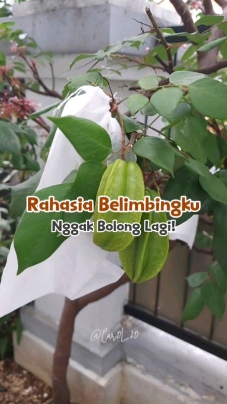 #SpillRacunShopee #PromoNonStop #TermurahDiShopee #GratisOngkirRP0 #pembungkusbuah #jaringpembungkusbuah #ViralDiShopeeVideo #shopeevideo