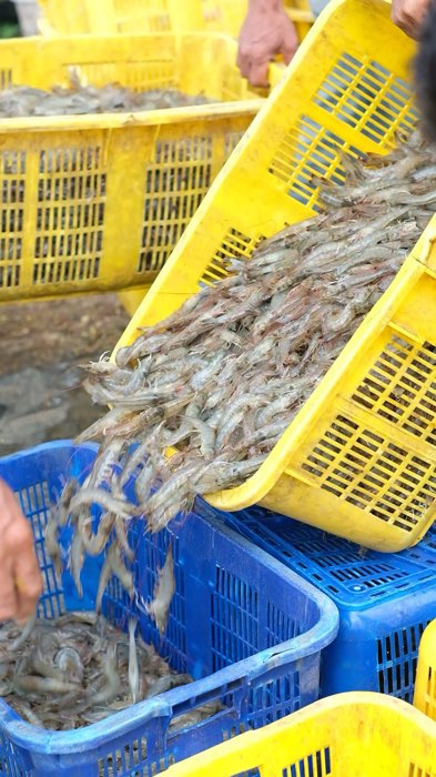 Mau pertumbuhan udang cepat? Pakai Aminogrow sekarang😎 #panenudang #udang #promomakangajian