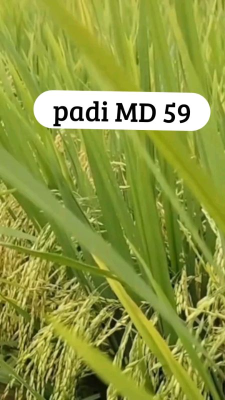 benih padi MD 59 berkualitas#benihpadiunggul#petaniindonesia#benihpadimd59#recommended