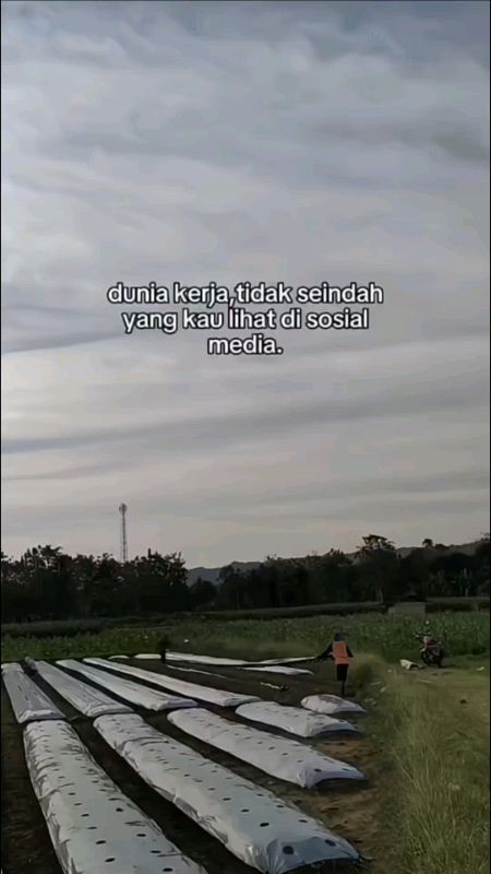 Plasatik Mulsa pertanian #plastikmulsa #mulsapertanian #mulsaplastik #mulsa #mulsahitamperak #mulsaplastikpertanian #ShopeeCOD #RekapShopee