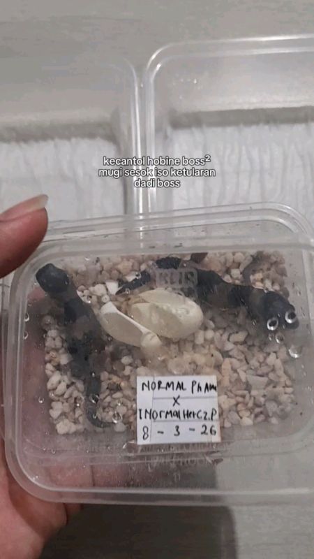 beby gecko AFT#hewanpeliharaan #reptile #sopeevideo