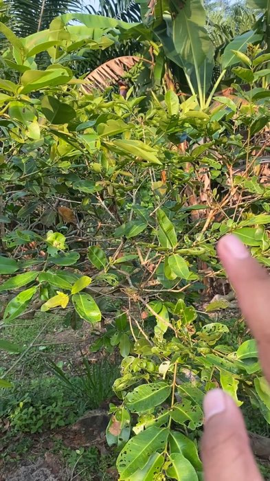 PUPUK PELEBAT BUAH BUAHAN COCOK UNTUK SEMUA TANAMAN BUAH #shopeevideo #shoppepromo #kolibri #tanaman #bibitbuah #sayuran #petani #cassanid_