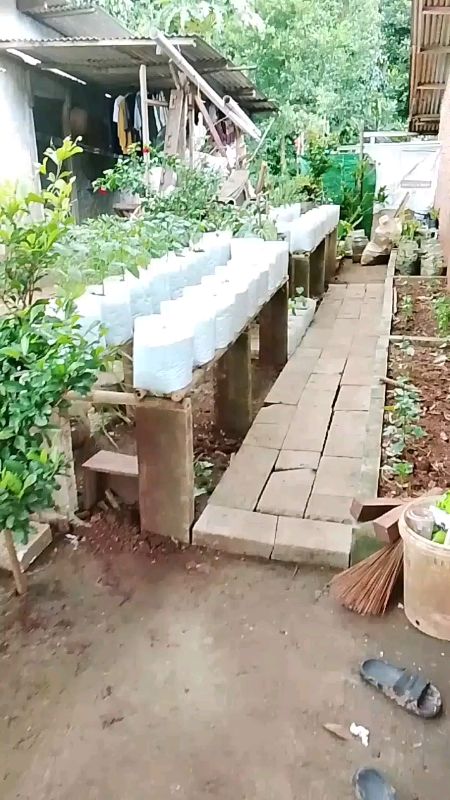 1kg polibag putih