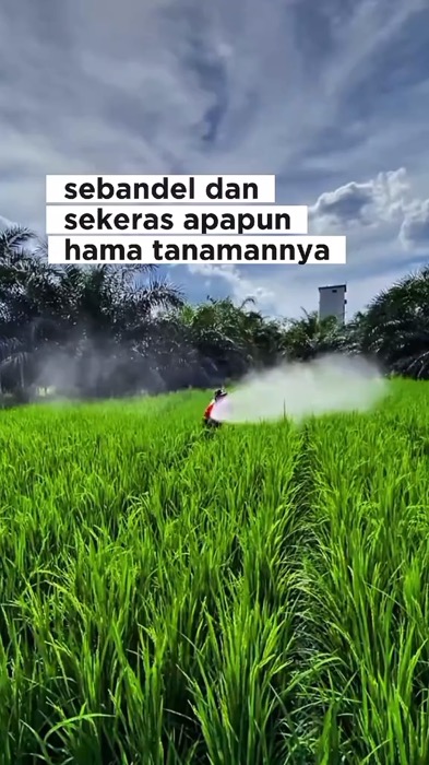 order sekarang juga sebelum kehabisann #hama #pestisidanabati #petanipadi #fyptani #petani