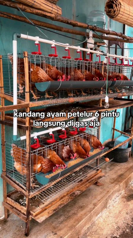 #kandangayampetelur #kandangayamgalvanis #kandangayampetelur6pintu #TermurahDiShopee #RacunShopee #RacunShopeeCheck #DiskonRacunShopee #ShopeeCOD