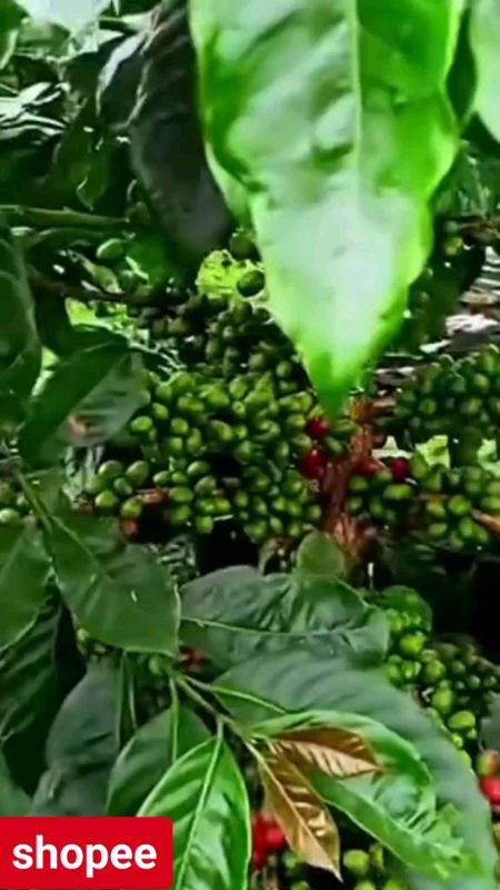 Bibit Kopi Ateng Super / Benih kopi Arabika Isi 1000 biji #bibitkopi #benihkopi #Kualitasmewah #shopelook #SpillRacunShoopee
