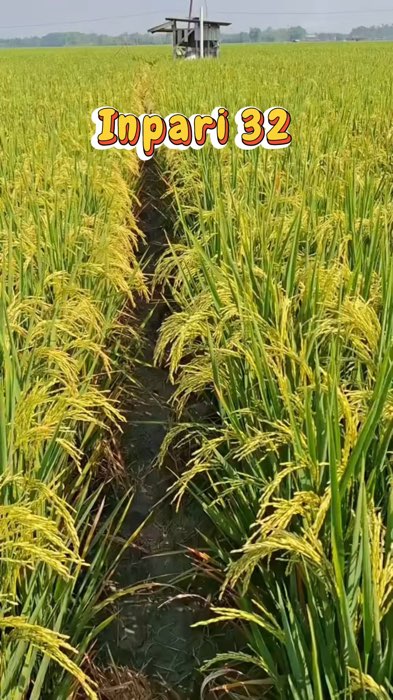 Benih padi inpari 32 jumbo #bibitpadiinpari32 #benihpadiinpari32jumbo #petanimuda #petanipadi #fyp #petani