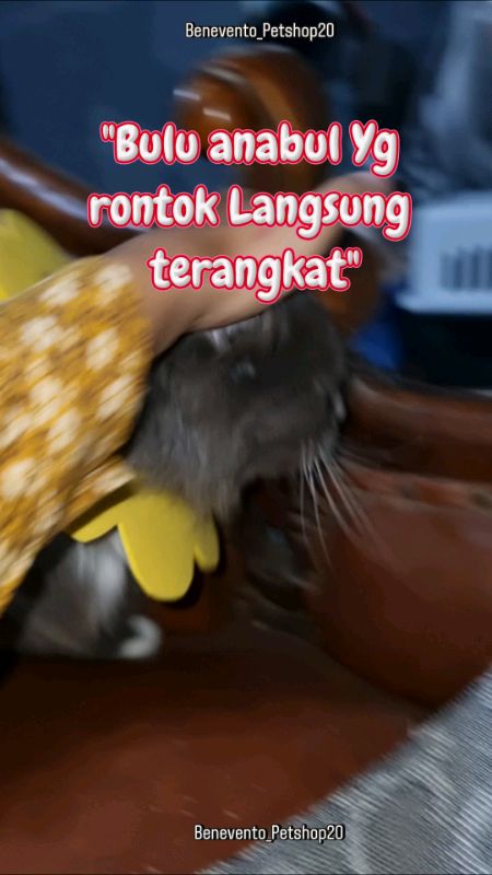 sisir bulu pencet Otomatis. #sisirkucingtombol #sisirkucinganjing #sisirbulurontokkucing #kebutuhankucing #catlover #sisirbulukucing #sisirkucingviral