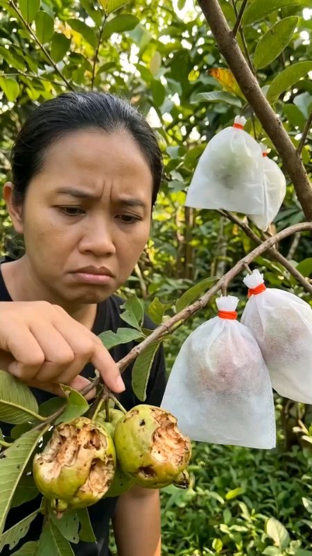Pembungkus Buah #pembungkusbuah #pembukusanbuah #coverbuah #brongsongbuah #RacunShopee #RacunShopeeCheck #SpillRacunShopee #DiskonRacunShopee
