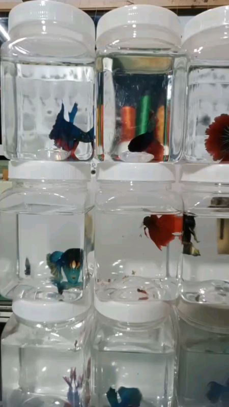 cupang halfmoon murah meriah #SpillRacunShopee #cupanghias #ikanlucu
