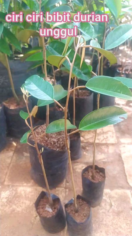 Ciri-ciri daun durian unggul/premium#musangking #durianbawor #durimhitam #durian