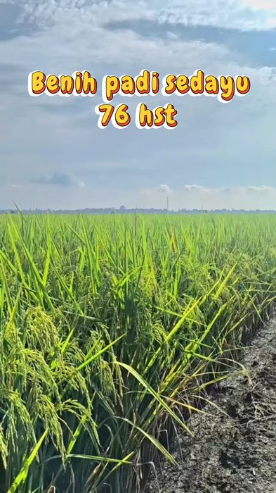Benih padi unggul sedayu #bibitpadisedayu #benihpadisedayuoriginal #padisedayuoriginal5kg #petaniindonesia🇮🇩🇮🇩🇮🇩🌿 #petanimillenial #fyp