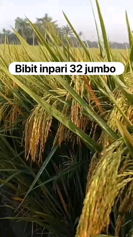 benih padi bibit unggul inoari 32 jumbo #bibitpadiinpari32#benihpadiinpari32jumbo#petaniindonesia????????#petanimuda
