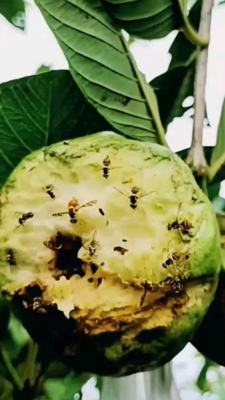 #pestisidanabati #pestisida #insektisida #fyp
