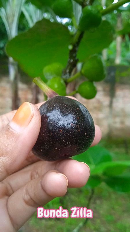 Bibit pohon buah tin cangkok fresh/bibit pohon buah ara cangkok fresh#fypツ #RacunShopeeUnik🥰 #TopKontenShopee