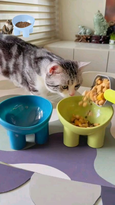 Pet feeder Bowl ‎#RacunShopee ‎#DiskonRacunShopee ‎#GakNyeselBeliIni ‎#ViraldiShopeeVideo ‎#viral