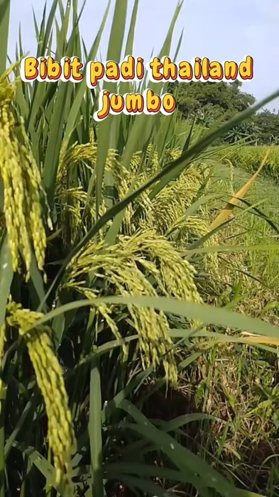 Bibit padi thailand jumbo super #thailandjumboSpillRacunShoopee #BenihPadiThailandJumboOriginal #bibitthailandjumbo #benihthailandjumbo #petani #fyp
