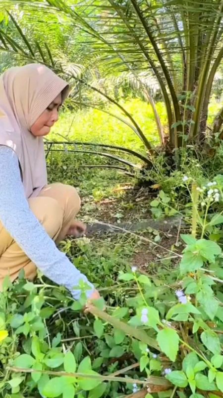 #pembasmirumput #ampuh #petaniindonesia